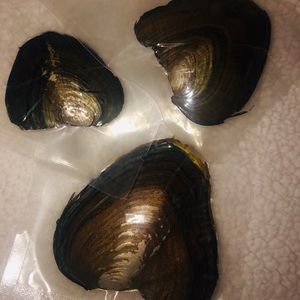 Freshwater oysters